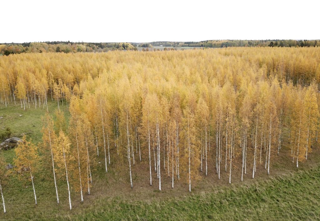 En björkskog i Uppland. Foto: Fredrik Sandberg/TT
