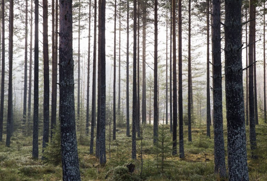 Tallskog